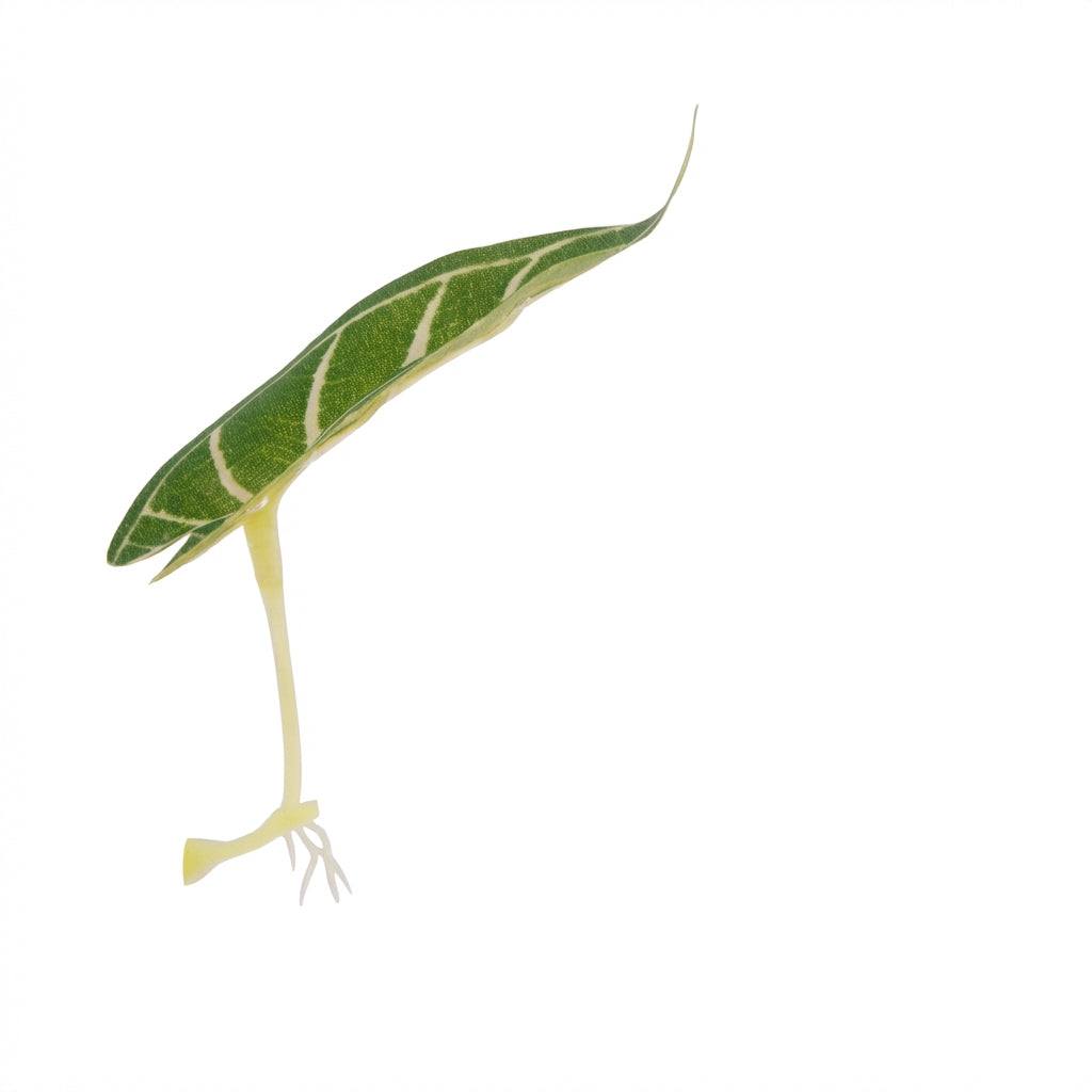 Single Long-Leaf Betta Fish Hammock with Suction Cup
