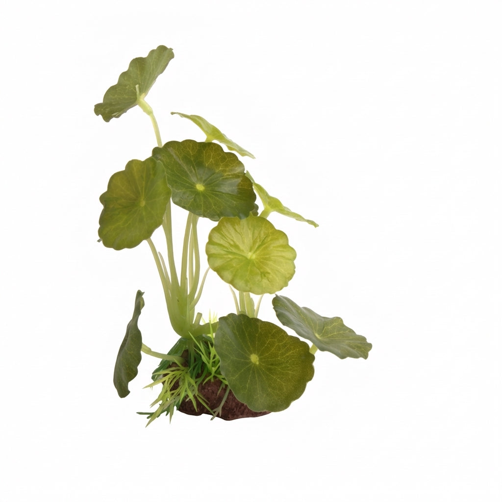 Artificial Aquarium Round Leaf Plant Ornament – 1601 Series
