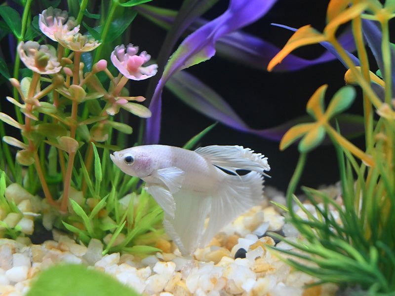 1.83 Gallon Rotating Glass Aquarium Kit with LED Light
