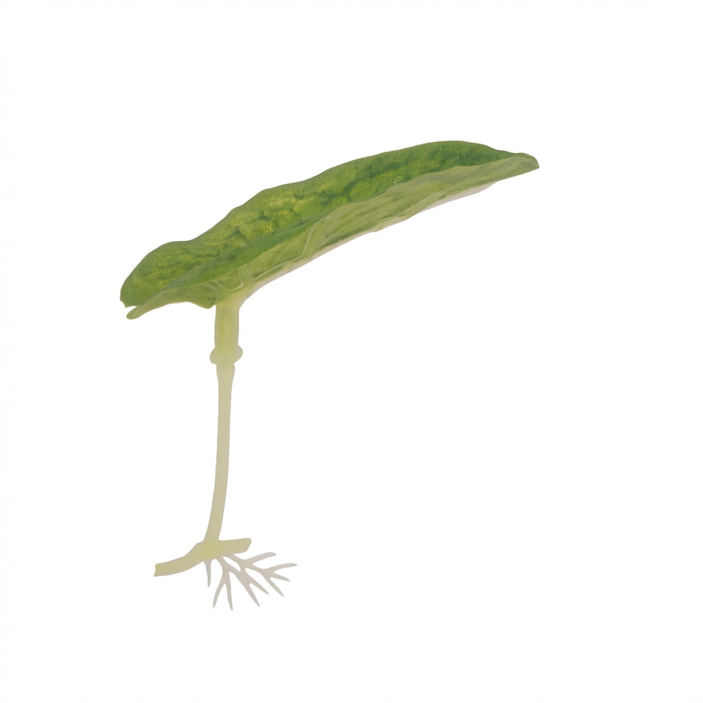Single Long-Leaf Betta Fish Hammock with Suction Cup