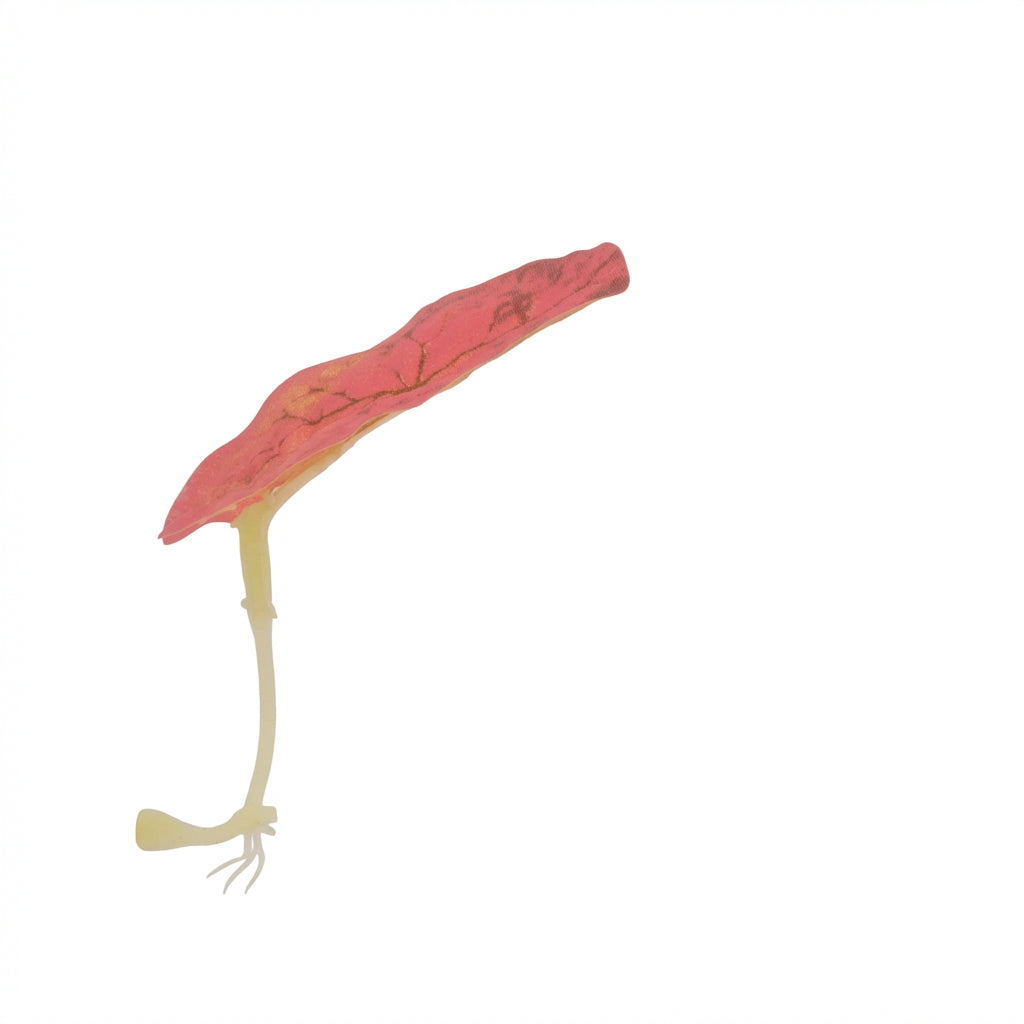 Single Long-Leaf Betta Fish Hammock with Suction Cup