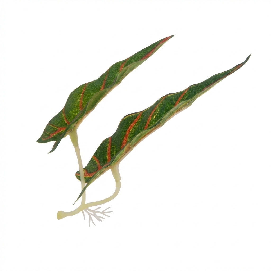 Double Long-Leaf Betta Fish Hammock with Suction Cup