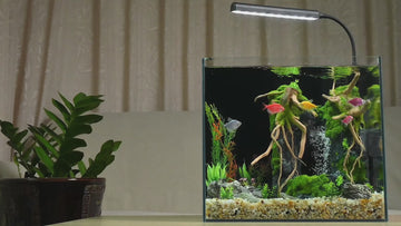 Aquarium Kit