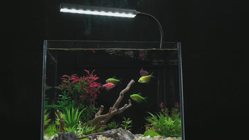 Aquarium Kit